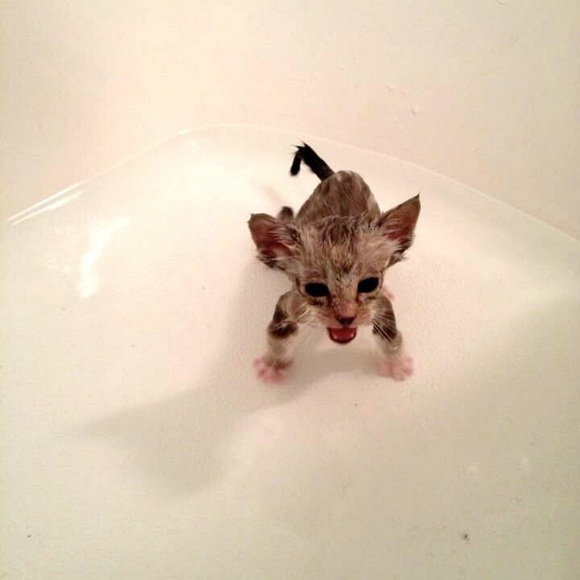 Meet your Posher, Claire - Picture 1 of 1